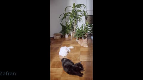 Cat video