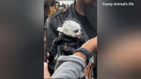 Animal funny video 2