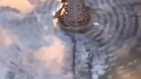toad
