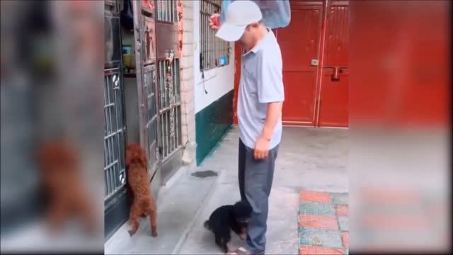 Cute and Funny Dog Videos Compilation Part 1
