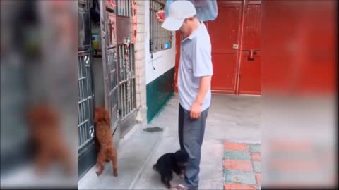Cute and Funny Dog Videos Compilation Part 1