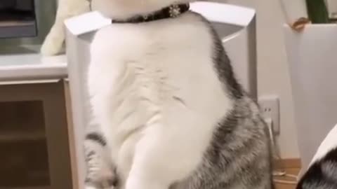 Cute and funny cat video