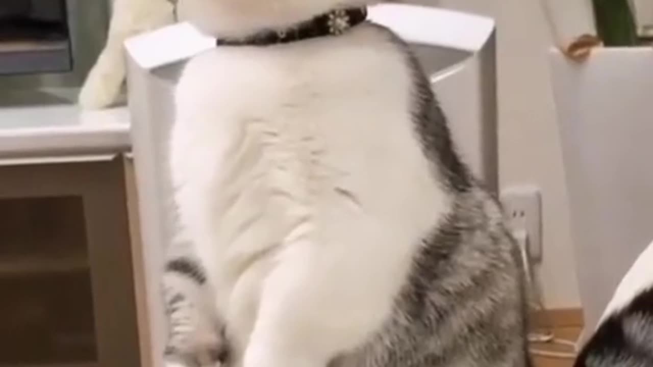 Cute and funny cat video