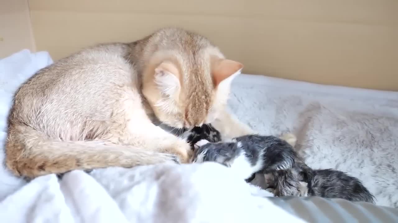 9 programas imperdíveis da Netflix no Kitten