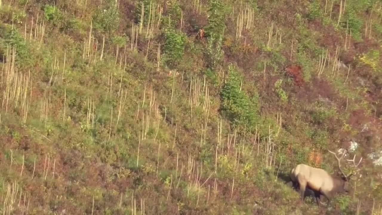 6 Point Bull Elk Tending Cows