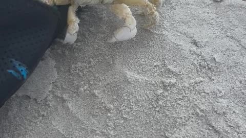 Cute Little Crab Hides In Sandal