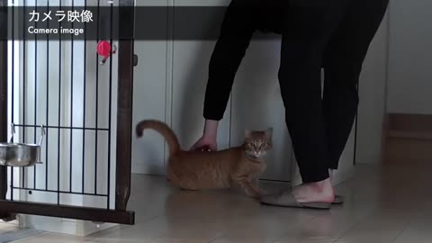 I captured the cutest moment between a stay-at-home otter and a cat!