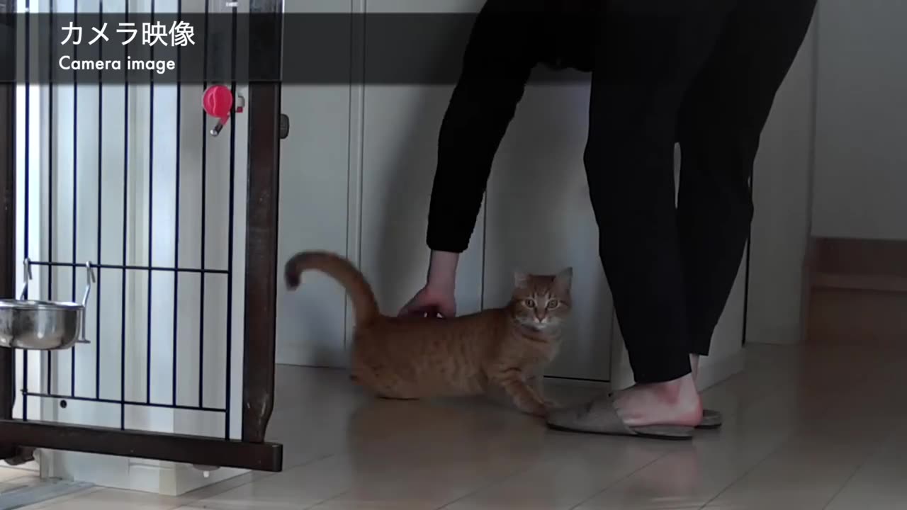I captured the cutest moment between a stay-at-home otter and a cat!
