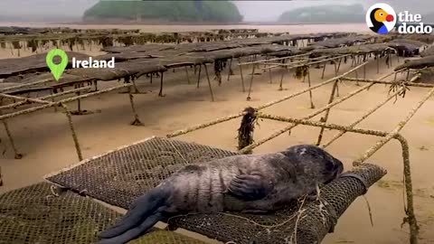 Orphaned Baby Seal Barks At Anyone Who Tries To Clean Her Bathtub | The Dodo Saving The Wild