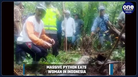 Massive python eats elderly woman in Indonesia, pics of the snake go viral | Oneindia News *News