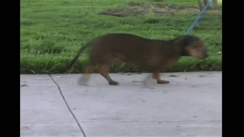 Saving Dogs with Spinal Cord Injuries - No Audio