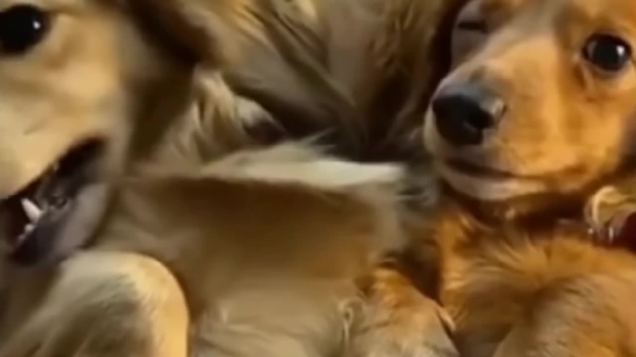 cute two dogs are playing