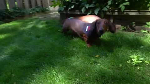 2 most aggressive dog breed in the world