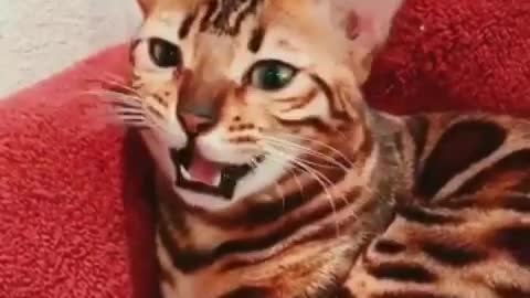 I thought a tiger cat was as fierce as a tiger