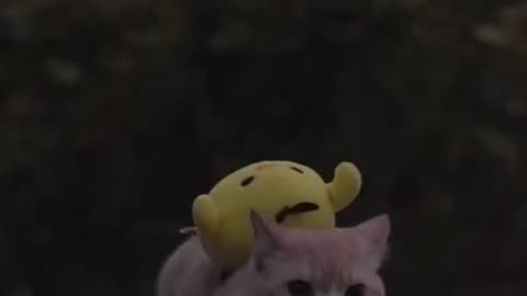 cats ridding