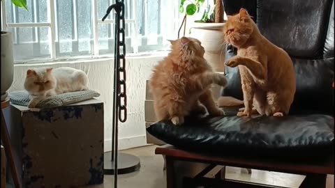 Beautiful cat's