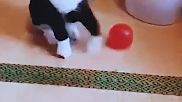 THESE FUNNY ANIMALS