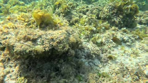 Snorkeling in the Philippines, What a playful and curious little fish!