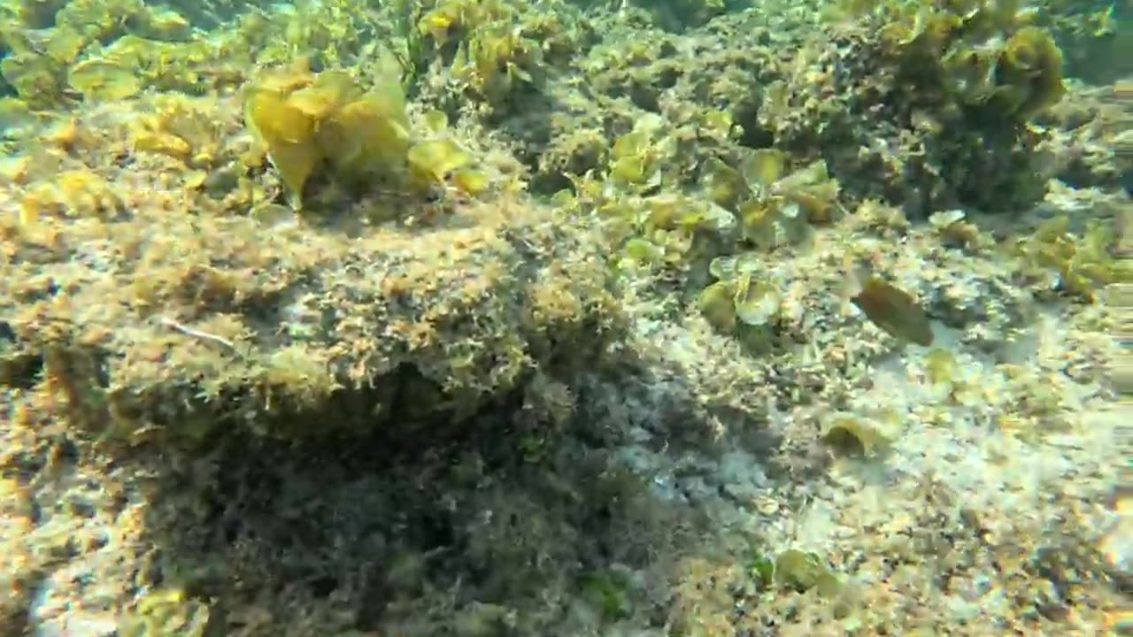 Snorkeling in the Philippines, What a playful and curious little fish!