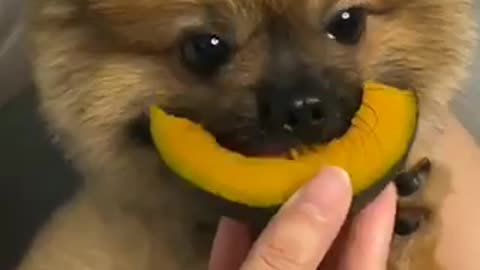 Cute dog 🐶 trending video