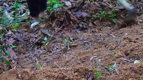 Dig the ground to bury bamboo roofed pillars to create temporary shelters-16