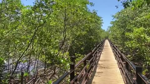 paradadebuggy A ponte sobre o rio e manguezal em