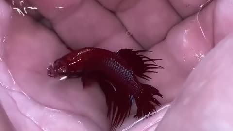 How is development of battafish