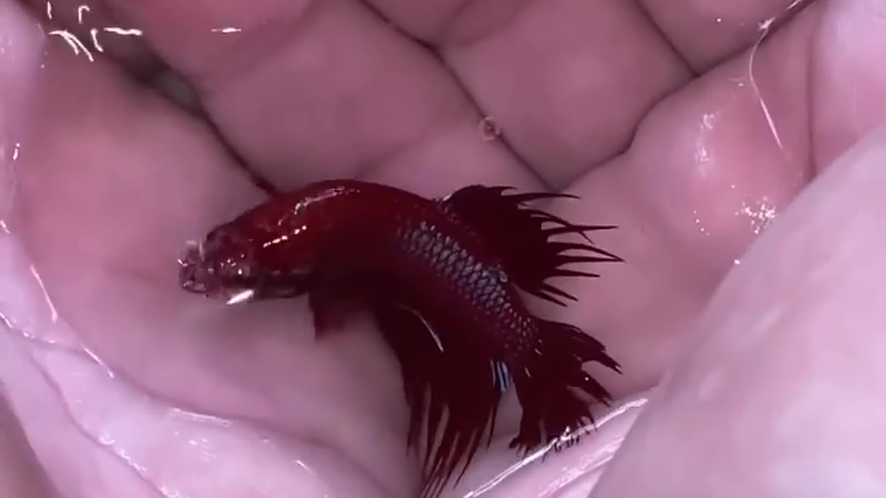 How is development of battafish