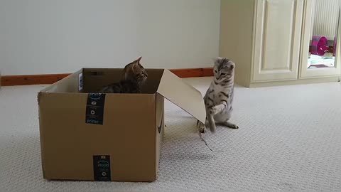Bengal Kittens Vs Box