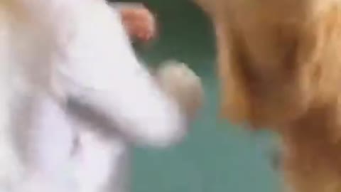 Funny Dog Videos 2021 | Funny animal Videos - Funny shorts