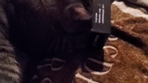 My cat really like this small box