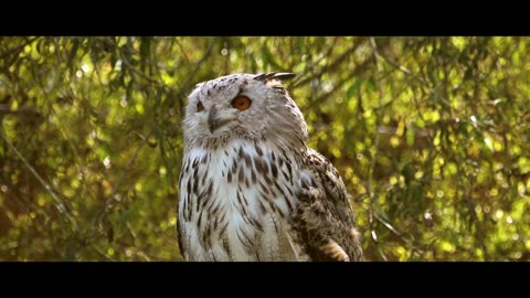 The bird loves nature very much