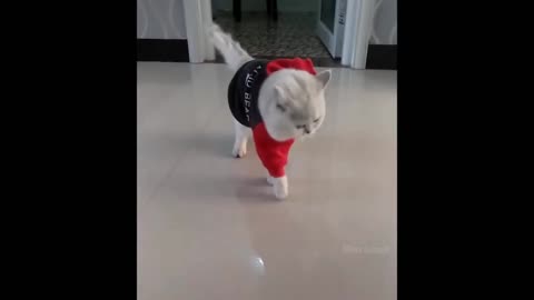Funny Animal Ep3