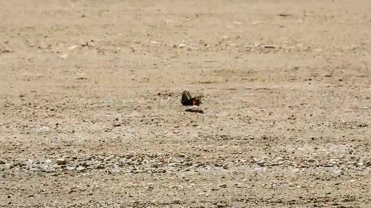 Zoom-in on a Monarch Butterfly