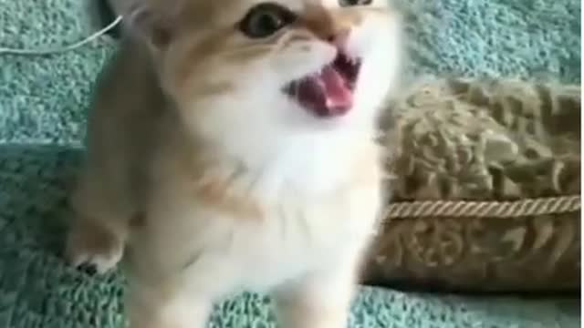 😂funny dog and cat moments😂 #shorts | whole video link on comment |