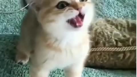 😂funny dog and cat moments😂 #shorts | whole video link on comment |