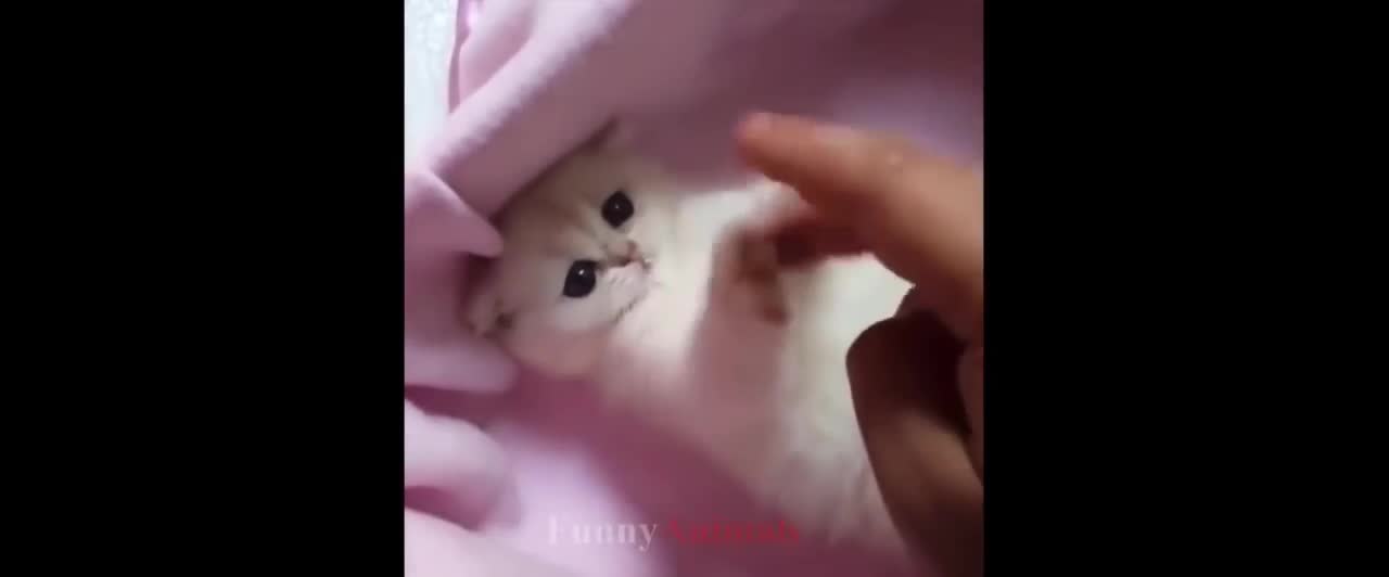Cute Cats And Dogs That Will Make You Laugh 😂 - Funny Animal Compilation #1