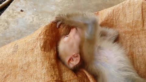 Cute baby monkey relax and play happily with 2 puppies