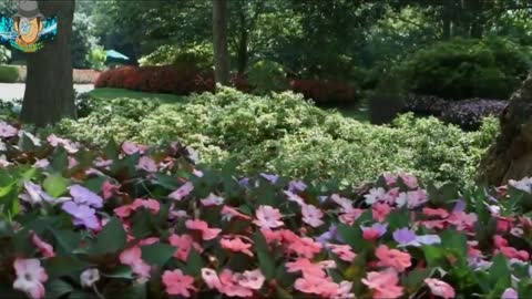 Remarkable And Innovative Decorative Plants