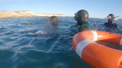 Sea Wolves 😅