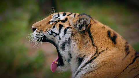 Tiger 🐯 angry tiger funny video//angry tiger