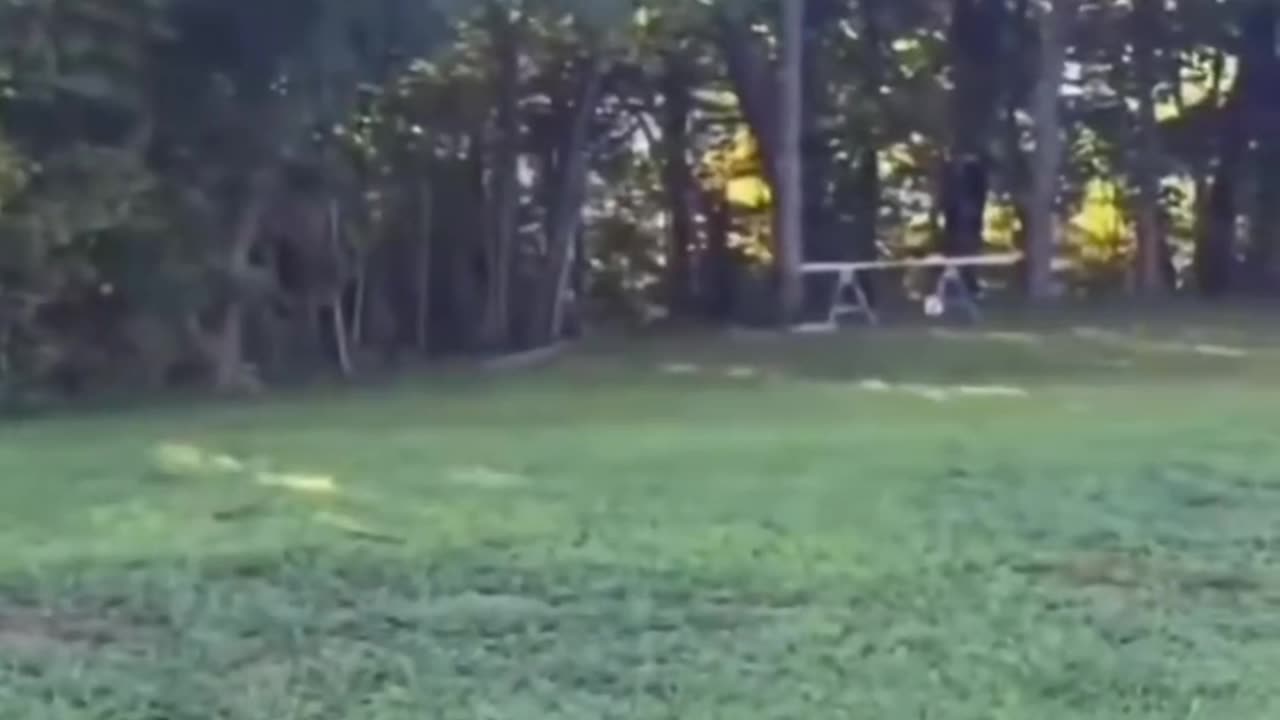 Animals never forget kindness #shorts #shortvideo #video #virals #videoviral