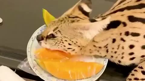 Don’t touch my food😂