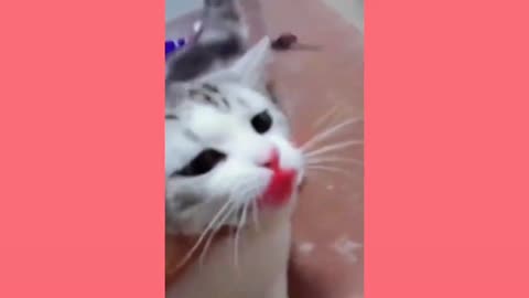 Funny animal video