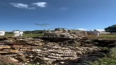 More than 200 thousand chickens and about 500 thousand fresh eggs were destroyed in Argentina