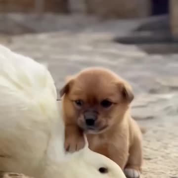 The love between the puppies and ducklings 🥰