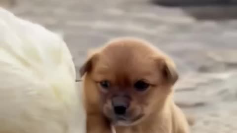 The love between the puppies and ducklings 🥰