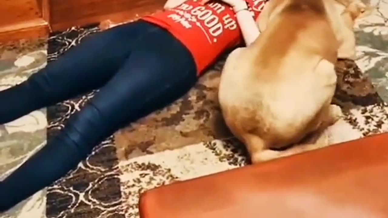 Smiling Angel Samoyed