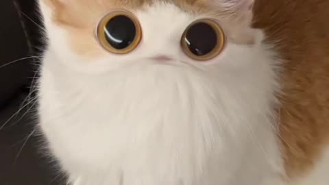 Cats in funny filter 😂
