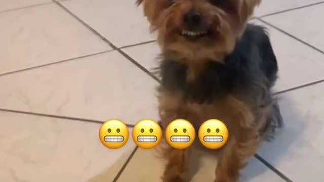 Yorkie Hilariously Reacts to Getting in Trouble